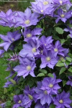H. F. Young Clematis - 1 Gallon Pot -Trees And Plants clematis h f young 13