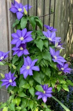 H. F. Young Clematis - 1 Gallon Pot -Trees And Plants clematis h f young 5