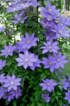 H. F. Young Clematis - 1 Gallon Pot -Trees And Plants clematis h f young 9
