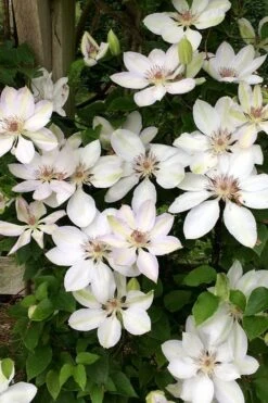 Henryi Clematis - 1 Gallon Pot -Trees And Plants clematis henryi 2