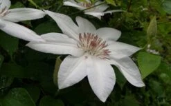 Henryi Clematis - 1 Gallon Pot -Trees And Plants clematis henryi 3