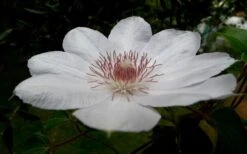 Henryi Clematis - 1 Gallon Pot -Trees And Plants clematis henryi 4