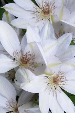 Henryi Clematis - 1 Gallon Pot -Trees And Plants clematis henryi 7