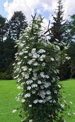 Huldine Clematis - 1 Gallon Pot 17 Huldine Clematis - 1 Gallon Pot -Trees And Plants clematis huldine 1