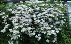 Huldine Clematis - 1 Gallon Pot 15 Huldine Clematis - 1 Gallon Pot -Trees And Plants clematis huldine 11