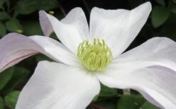Huldine Clematis - 1 Gallon Pot 16 Huldine Clematis - 1 Gallon Pot -Trees And Plants clematis huldine 3