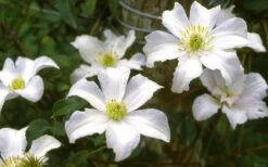 Huldine Clematis - 1 Gallon Pot 18 Huldine Clematis - 1 Gallon Pot -Trees And Plants clematis huldine 6