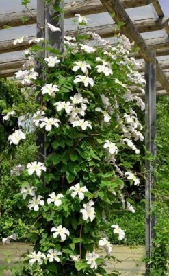 Huldine Clematis - 1 Gallon Pot 19 Huldine Clematis - 1 Gallon Pot -Trees And Plants clematis huldine 7jpg