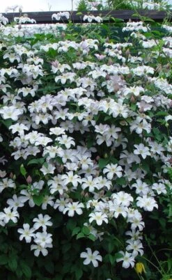 Huldine Clematis - 1 Gallon Pot 14 Huldine Clematis - 1 Gallon Pot -Trees And Plants clematis huldine 9