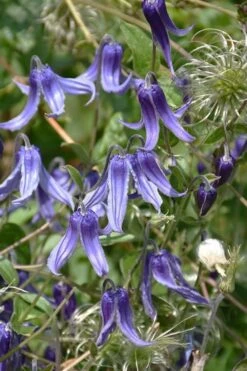 Clematis Integrifolia (Solitary Bush Clematis) - 1 Gallon Pot -Trees And Plants clematis integrifolia soiltary bush clematis 4