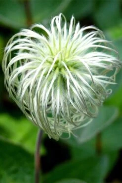 Clematis Integrifolia (Solitary Bush Clematis) - 1 Gallon Pot -Trees And Plants clematis integrifolia soiltary bush clematis 6