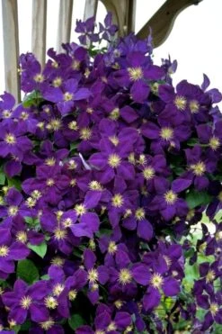 Jakmanii Purple Clematis - 1 Gallon Pot -Trees And Plants clematis jackmanii 5
