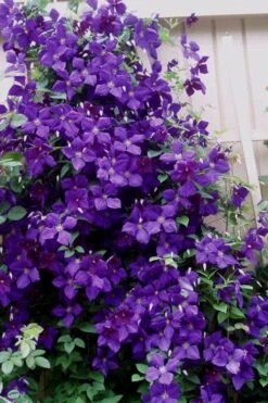 Jakmanii Purple Clematis - 1 Gallon Pot -Trees And Plants clematis jackmanii 9