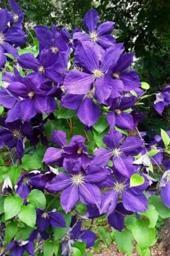 Jackmanii Superba Clematis - 1 Gallon Pot -Trees And Plants clematis jackmanii superba 3