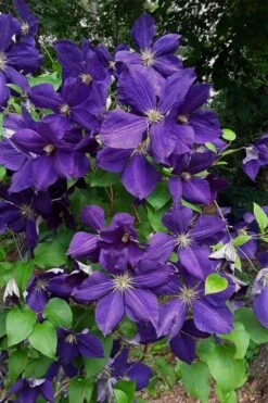 Jackmanii Superba Clematis - 1 Gallon Pot -Trees And Plants clematis jackmanii superba 4