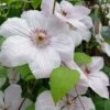 John Paul II Clematis - 1 Gallon Pot -Trees And Plants clematis john paul II 8