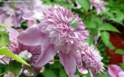 Josephine Clematis - 1 Gallon Pot -Trees And Plants clematis josephine 15