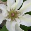 Kitty Clematis - 1 Gallon Pot