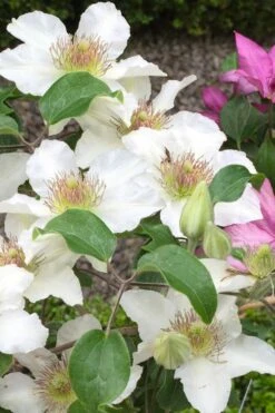 Kitty Clematis - 1 Gallon Pot -Trees And Plants clematis kitty 3