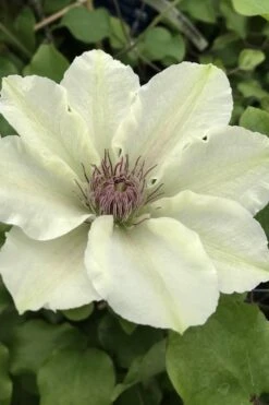 Kitty Clematis - 1 Gallon Pot -Trees And Plants clematis kitty 4