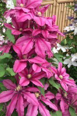 Liberation Clematis - 1 Gallon Pot -Trees And Plants clematis liberation 4