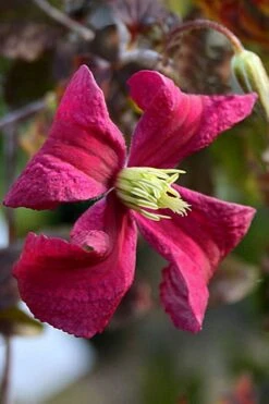Madame Julia Correvon Clematis - 1 Gallon Pot -Trees And Plants clematis madame julia correvon 10