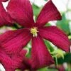 Madame Julia Correvon Clematis - 1 Gallon Pot -Trees And Plants clematis madame julia correvon 14