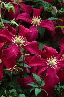 Madame Julia Correvon Clematis - 1 Gallon Pot -Trees And Plants clematis madame julia correvon 7
