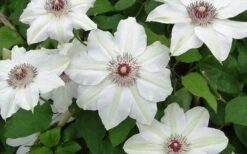 Miss Bateman Clematis - 1 Gallon Pot -Trees And Plants clematis miss bateman 2 800x500 1