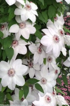 Miss Bateman Clematis - 1 Gallon Pot -Trees And Plants clematis miss bateman 20