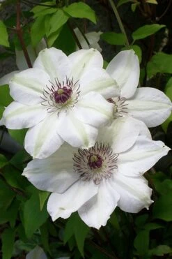 Miss Bateman Clematis - 1 Gallon Pot -Trees And Plants clematis miss20bateman 3 500x750 1