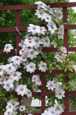 Miss Bateman Clematis - 1 Gallon Pot -Trees And Plants clematis miss20bateman 4 500x750 1