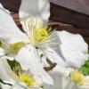Grandiflora Montana Clematis - 1 Gallon Pot -Trees And Plants clematis montana grandiflora 13