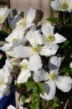 Grandiflora Montana Clematis - 1 Gallon Pot -Trees And Plants clematis montana grandiflora 9