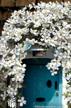 Grandiflora Montana Clematis - 1 Gallon Pot -Trees And Plants clematis montana grandiflora20copy