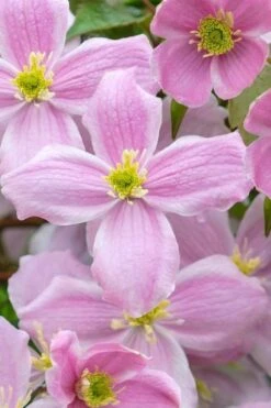 Mayleen Montana Clematis - 1 Gallon Pot -Trees And Plants clematis montana mayleen 1