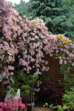 Mayleen Montana Clematis - 1 Gallon Pot -Trees And Plants clematis montana mayleen 12