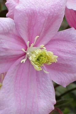 Mayleen Montana Clematis - 1 Gallon Pot -Trees And Plants clematis montana mayleen 4