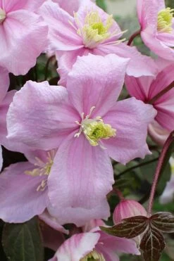 Mayleen Montana Clematis - 1 Gallon Pot -Trees And Plants clematis montana mayleen 5