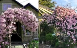 Mayleen Montana Clematis - 1 Gallon Pot -Trees And Plants clematis montana mayleen 7