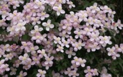 Montana Rubens Clematis - 1 Gallon Pot -Trees And Plants clematis montana rubens 12