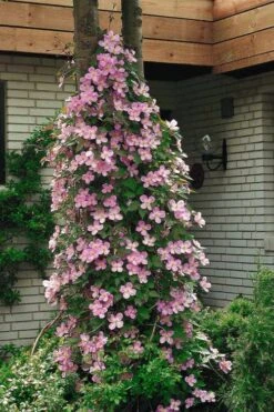 Montana Rubens Clematis - 1 Gallon Pot -Trees And Plants clematis montana rubens 2