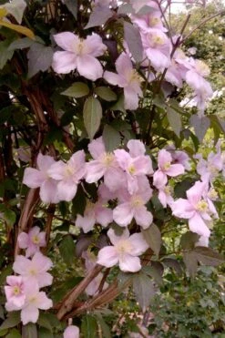 Montana Rubens Clematis - 1 Gallon Pot -Trees And Plants clematis montana rubens 6
