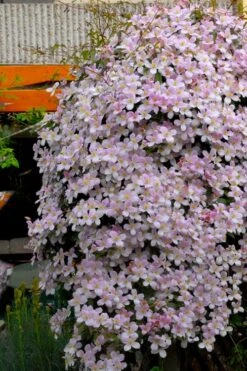 Montana Rubens Clematis - 1 Gallon Pot -Trees And Plants clematis montana rubens 8