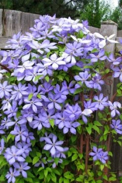 Mrs. Cholmondeley Clematis - 1 Gallon Pot -Trees And Plants clematis mrs cholmondeley 2