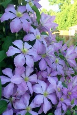 Mrs. Cholmondeley Clematis - 1 Gallon Pot -Trees And Plants clematis mrs cholmondeley 8