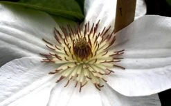 Mrs. George Jackman Clematis - 1 Gallon Pot 14 Mrs. George Jackman Clematis - 1 Gallon Pot -Trees And Plants clematis mrs george jackman 8