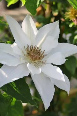 Mrs. George Jackman Clematis - 1 Gallon Pot 13 Mrs. George Jackman Clematis - 1 Gallon Pot -Trees And Plants clematis mrs george jackman 9