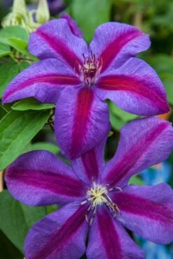 Mrs. Norman Thompson Clematis - 1 Gallon Pot -Trees And Plants clematis mrs n thompson 7
