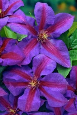 Mrs. Norman Thompson Clematis - 1 Gallon Pot -Trees And Plants clematis mrs norman thompson 20